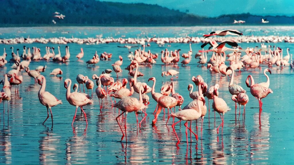 pink flamingo, lake nakuru, kenya-1484781.jpg
