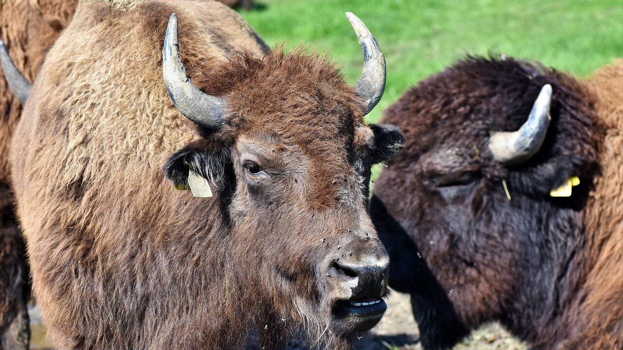 bison, buffalo, horns-3681733.jpg