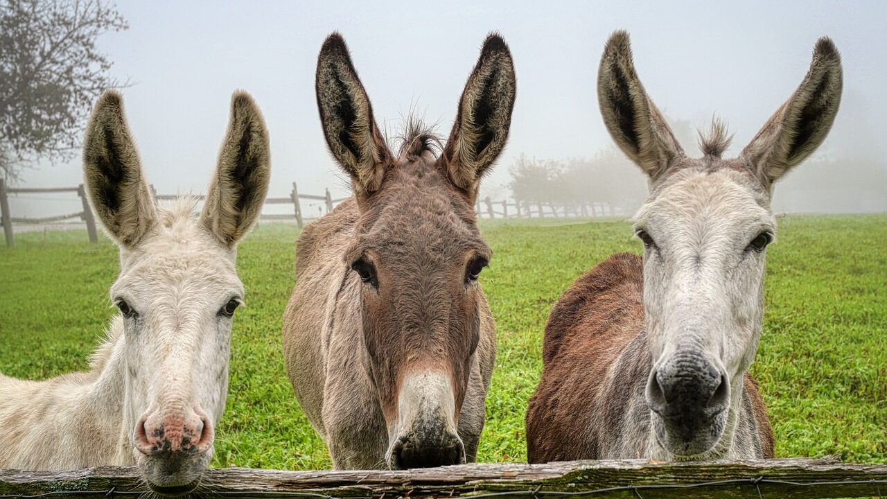 donkey, mule, animals-5591272.jpg