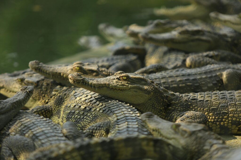 Group of crocodiles resting on a riverbank, showcasing their textured skin and natural behavior in sunlight.